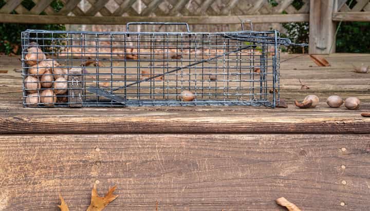 Professional-Wildlife-Control in Cedar Rapids