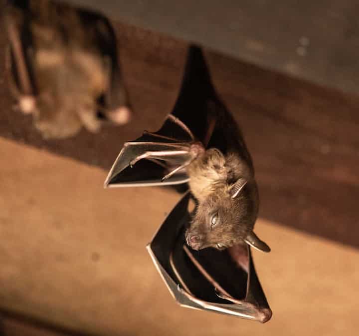 Wildlife-Bats in Cedar Rapids